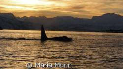 Killer Whale in Tysfjord, Norway taken with a Canon 10D. ... by Maria Munn 
